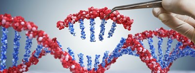 DNA חלבון ומה שביניהם, חטיבה עליונה