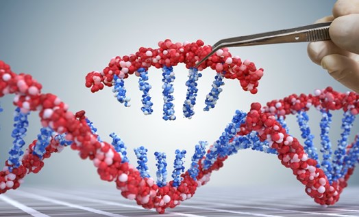 DNA, חלבון ומה שביניהם