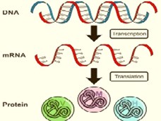 מ-DNA לחלבון