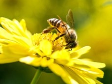 הדרך הביו-דינמית להצלת הדבורים