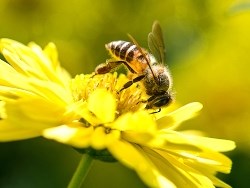 הדרך הביו-דינמית להצלת הדבורים