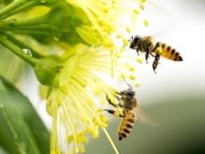 תקשורת בדבורת הדבש