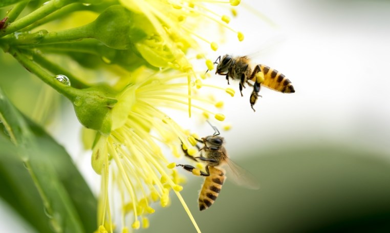 היכרות עם דבורת הדבש