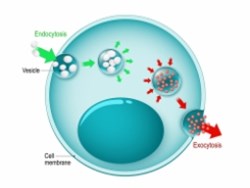 אנדוציטוזה ואקסוציטוזה