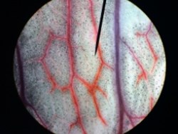 אוסמוזה בסלרי