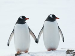 פינגווינים