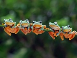 כשהצפרדעים נפלו לבור