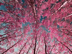 הקלטות לילדי הגנים, א-ג