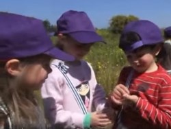 פרחי בר בשדה ובגן