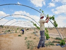  משבר החקלאות בישראל