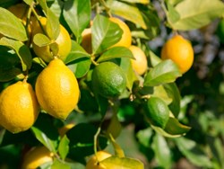 סודות ט"ו בשבט