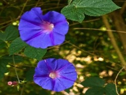 איך צומח פרח