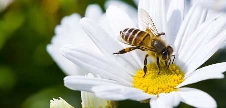 20.5 – יום הדבורים הבין-לאומי