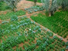 גידול ירקות במדבר (אנגלית)