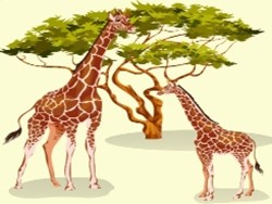 מהי בעצם אבולוציה?