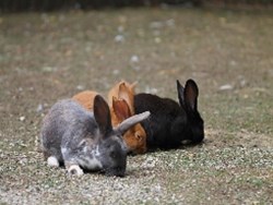 Five fingers of evolution