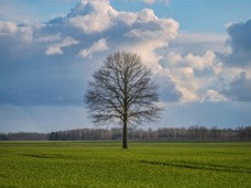 קשת וענן - האדם עץ השדה