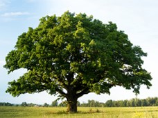 עצים מיוחדים בטבע