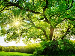 שרשרת שירים על עצים