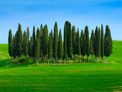האדם עץ השדה