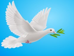 יונה עלה של זית/תלמה אליגון