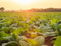 קולגן מעלי טבק