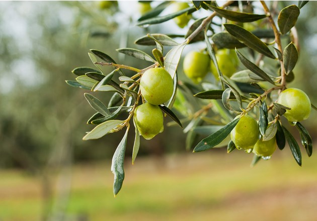 מסיק עצי הזית