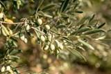 موسم قطف الزيتون