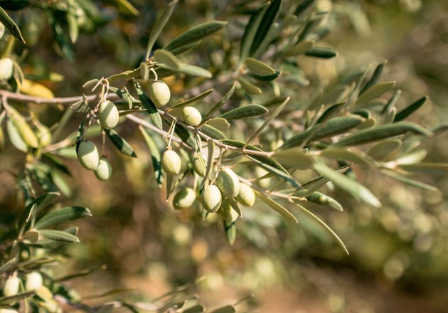 موسم قطف الزيتون (الرابع-التاسع)