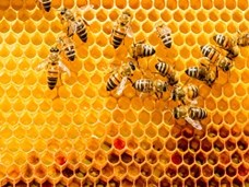 דבורים מתות בסתר 