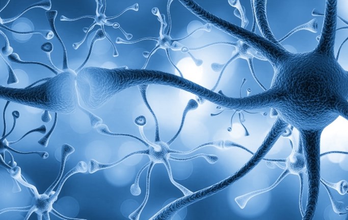 מפגש 1: נוירונים וסינפסות