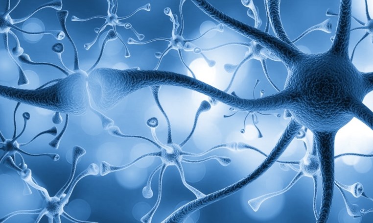 סודות המוח – שידור 1: נוירונים וסינפסות