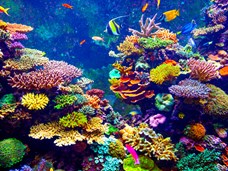 הפריה חיצונית בשונית האלמוגים