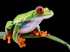 הסבר על נשימה בצפרדע בשלבים שונים של חייה