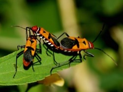 גיא מצלם חרקים