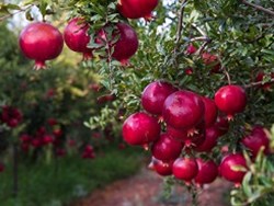 סתיו ישראלי