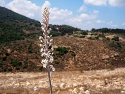 ט"ו בשבט בפילהרמונית הישראלית