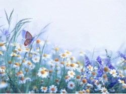 בשנה הבאה – ילדוג'אז