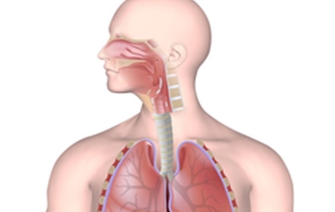 עישון ומערכת הנשימה – שיעור מצולם