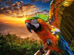 תוכי מקולאז' הביאנלה במוז"א