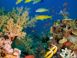 התאמת דגים לבית גידולם