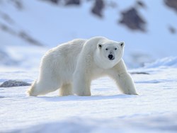 דוב קוטב (כתוביות)
