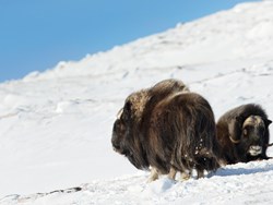 התאמות בע"ח לסביבתם