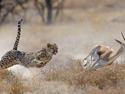 חיות שטח: טורפים