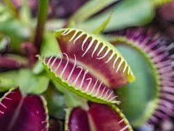 הצמחים הכי מתוחכמים