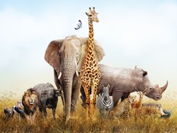 חיות בר ושינויי האקלים