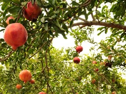 שמיטה – מי יודע?