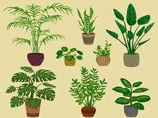החיים הסודיים של הצמחים (כתוביות)