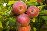 סביון ליברכט – תפוחים מן המדבר