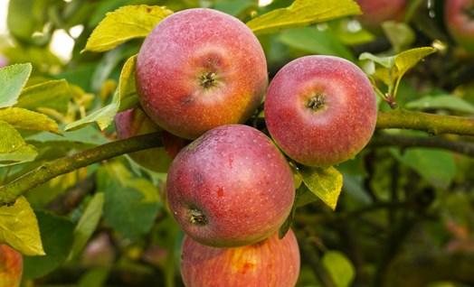 סביון ליברכט – תפוחים מן המדבר